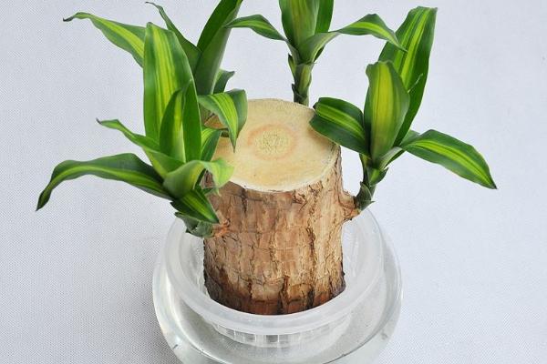 巴西铁怎么浇水(多久浇一次) 巴西铁的养殖方法