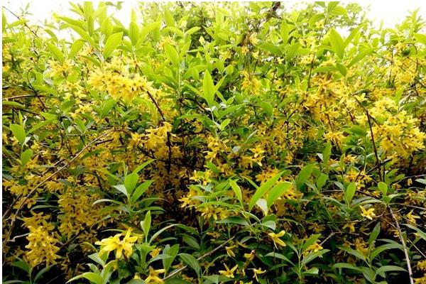 迎春花和连翘的区别是什么 迎春花和迎夏的区别