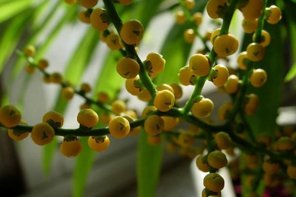 袖珍椰子什么时候开花(几月) 袖珍椰子开花代表什么寓意