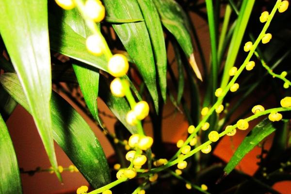 袖珍椰子什么时候开花(几月) 袖珍椰子开花代表什么寓意