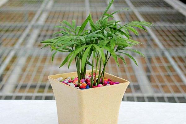 袖珍椰子什么时候开花(几月) 袖珍椰子开花代表什么寓意