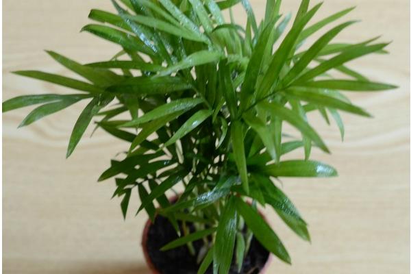 袖珍椰子什么时候开花(几月) 袖珍椰子开花代表什么寓意