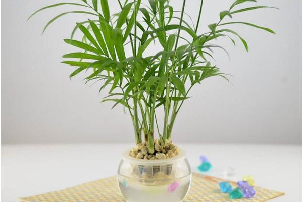 袖珍椰子什么时候开花(几月) 袖珍椰子开花代表什么寓意