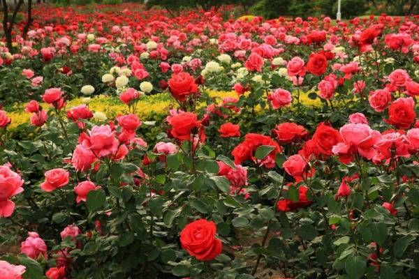 月季怎么修剪造型 月季什么时候种