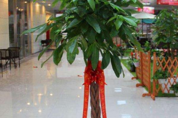 公司店铺开业送发财树是送一颗还是两颗好(风水、寓意) 发财树送礼的注意事项