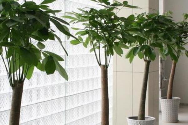 公司店铺开业送发财树是送一颗还是两颗好(风水、寓意) 发财树送礼的注意事项