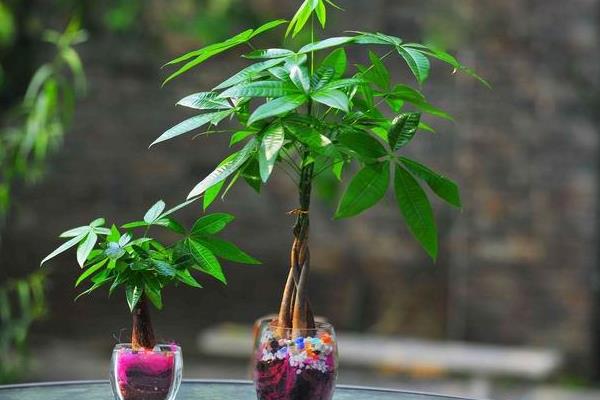 公司店铺开业送发财树是送一颗还是两颗好(风水、寓意) 发财树送礼的注意事项