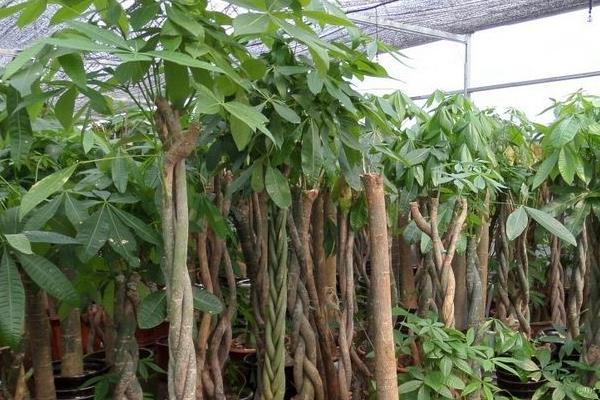 公司店铺开业送发财树是送一颗还是两颗好(风水、寓意) 发财树送礼的注意事项