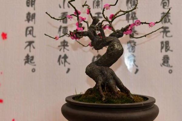 梅花市场价格多少钱一颗 盆栽梅花的种植方法