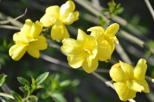 迎春花什么时候开 迎春花花期是几月