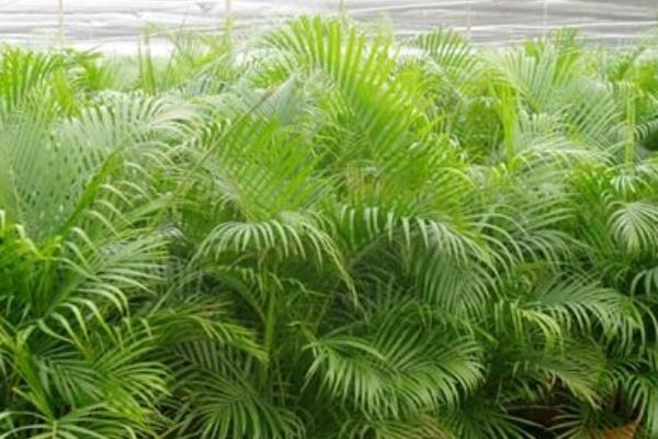 散尾葵放家庭哪个位置好(风水角度) 散尾葵的功效和作用