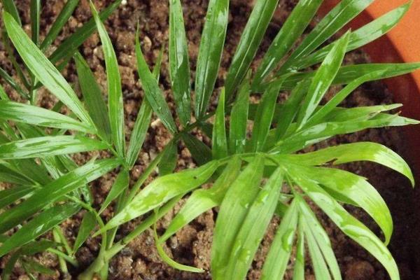 散尾葵放家庭哪个位置好(风水角度) 散尾葵的功效和作用