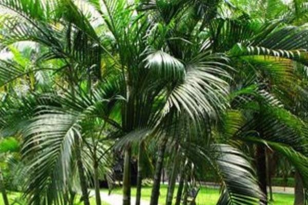 散尾葵放家庭哪个位置好(风水角度) 散尾葵的功效和作用