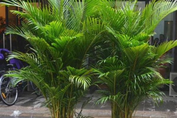 散尾葵放家庭哪个位置好(风水角度) 散尾葵的功效和作用