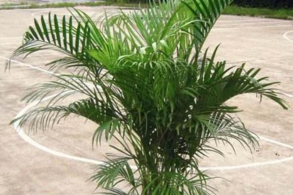 散尾葵放家庭哪个位置好(风水角度) 散尾葵的功效和作用