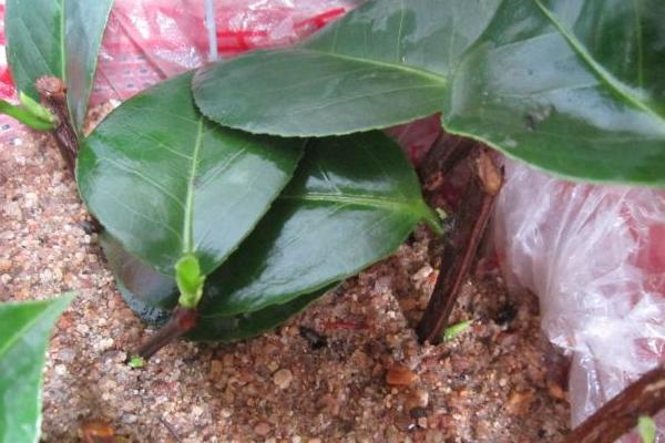 茶花可以扦插繁殖吗 茶花怎么嫁接(什么时候)