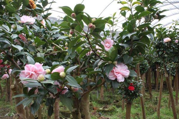 茶花可以扦插繁殖吗 茶花怎么嫁接(什么时候)