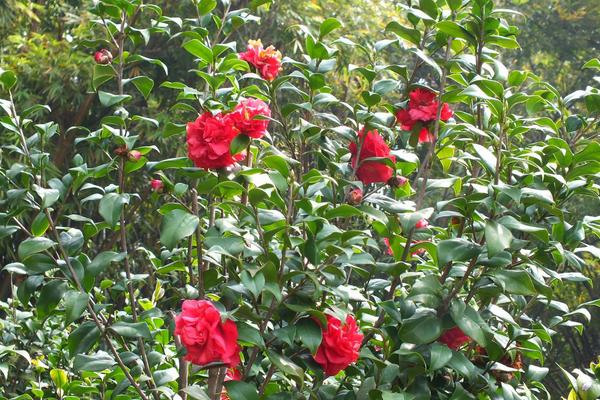 茶花树苗市场价格多少钱一棵 茶花树苗怎么种植