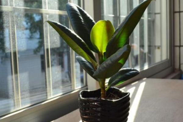 橡皮树有毒吗 橡皮树能放在室内卧室吗