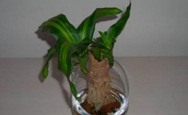 巴西木叶子发黄怎么办 巴西木掉叶子的原因及解决方法