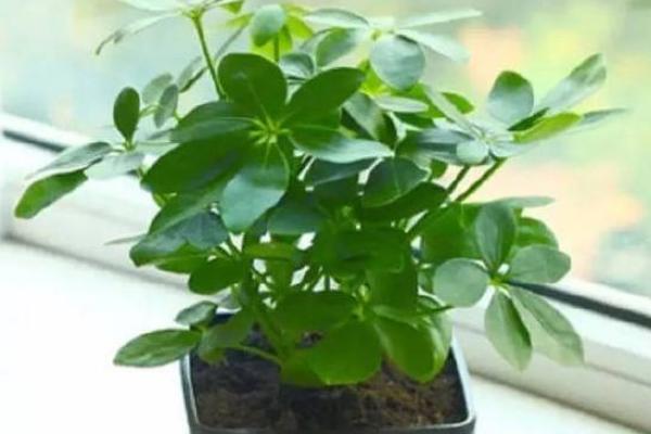 鸭脚木怎么养 鸭脚木养殖方法与注意事项