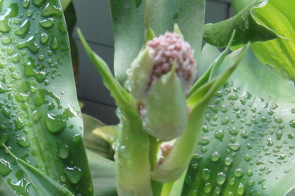 巴西木怎么养 巴西木养殖方法与注意事项