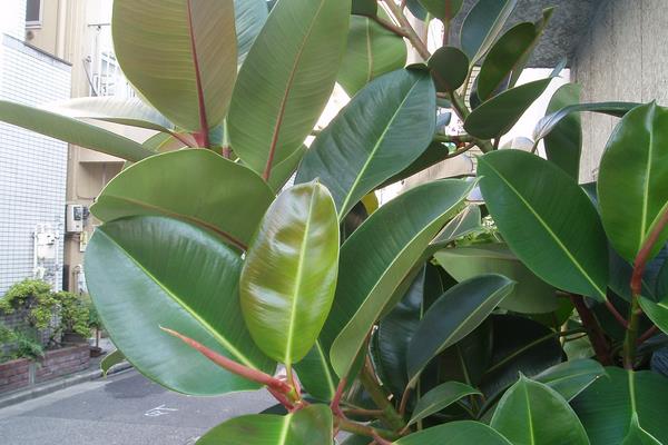 橡皮树市场价格多少钱一盆  橡皮树的品种