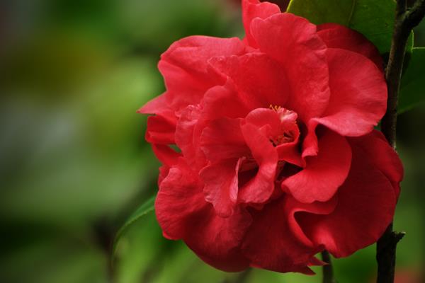 家庭养殖茶花对风水的作用 茶花可以放在室内养殖吗