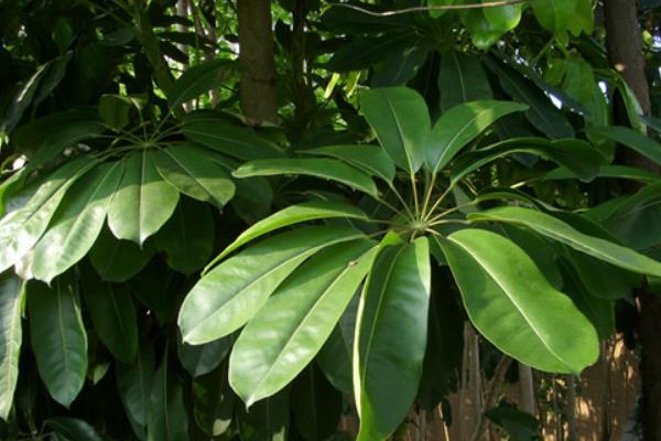 鸭脚木和鹅掌柴的区别是什么 鸭脚木和七叶莲的区别