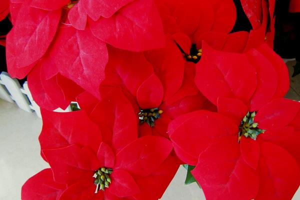 一品红怎么浇水(多久浇一次) 一品红的越冬