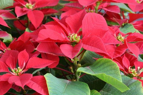 一品红怎么浇水(多久浇一次) 一品红的越冬