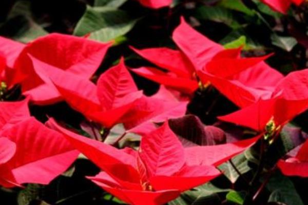 一品红怎么浇水(多久浇一次) 一品红的越冬