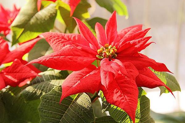 一品红怎么浇水(多久浇一次) 一品红的越冬