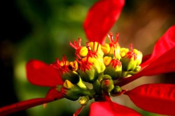 一品红怎么浇水(多久浇一次) 一品红的越冬