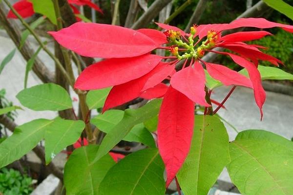 家庭养一品红有什么好处(风水作用) 家中有孕妇适合养一品红吗