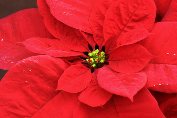 家庭养一品红有什么好处(风水作用) 家中有孕妇适合养一品红吗