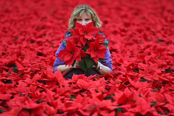 家庭养一品红有什么好处(风水作用) 家中有孕妇适合养一品红吗