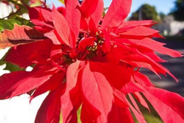 家庭养一品红有什么好处(风水作用) 家中有孕妇适合养一品红吗