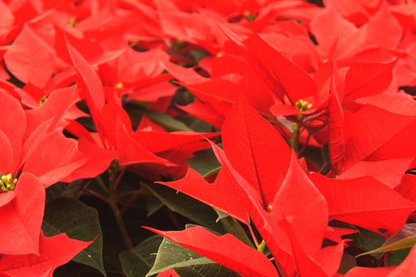 家庭养一品红有什么好处(风水作用) 家中有孕妇适合养一品红吗