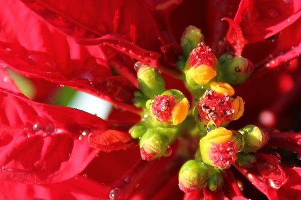 家庭养一品红有什么好处(风水作用) 家中有孕妇适合养一品红吗