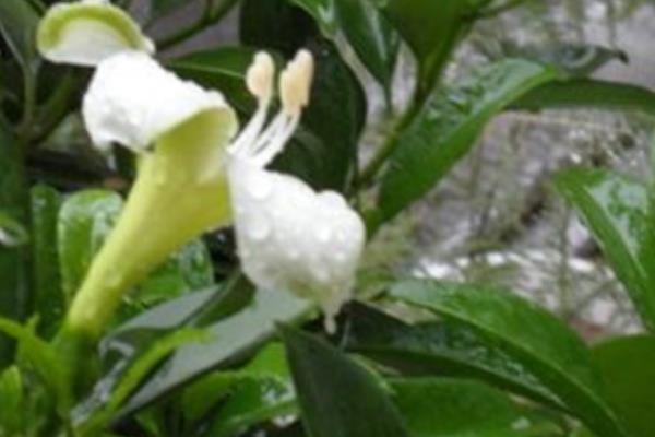 平安树开花吗 平安树花期是什么时候(几月)