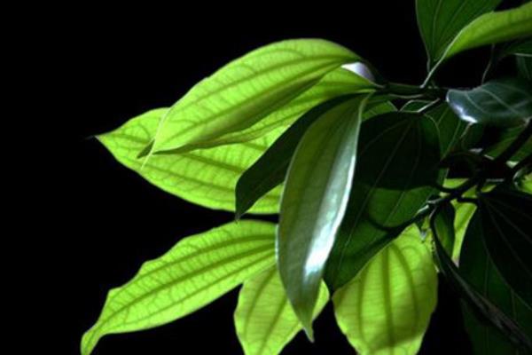 平安树开花吗 平安树花期是什么时候(几月)