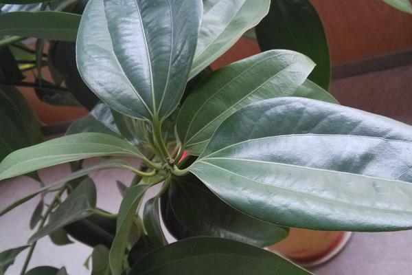 平安树开花吗 平安树花期是什么时候(几月)