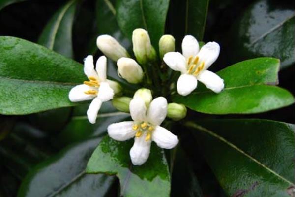 平安树开花吗 平安树花期是什么时候(几月)