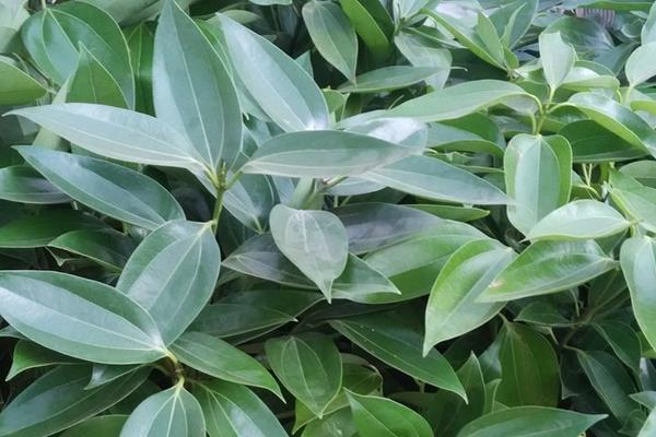 平安树开花吗 平安树花期是什么时候(几月)