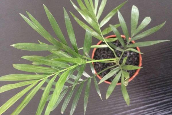 凤尾竹有毒吗(吸甲醛吗) 凤尾竹能放在室内卧室吗