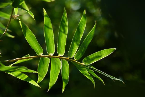 凤尾竹有毒吗(吸甲醛吗) 凤尾竹能放在室内卧室吗