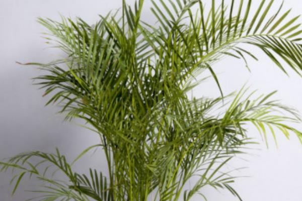 凤尾竹有毒吗(吸甲醛吗) 凤尾竹能放在室内卧室吗