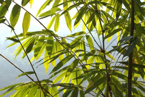 凤尾竹有毒吗(吸甲醛吗) 凤尾竹能放在室内卧室吗