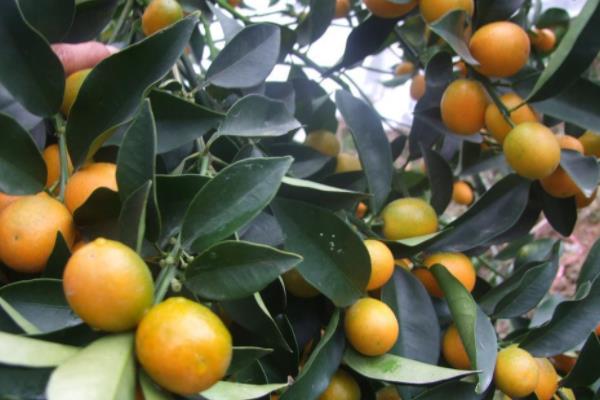 金桔繁殖方法 金桔嫁接方法与时间